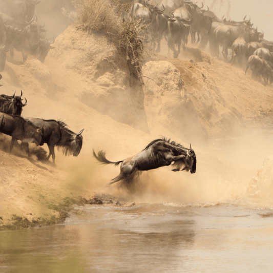 Il Miracolo della Natura: La Grande Migrazione degli Gnu