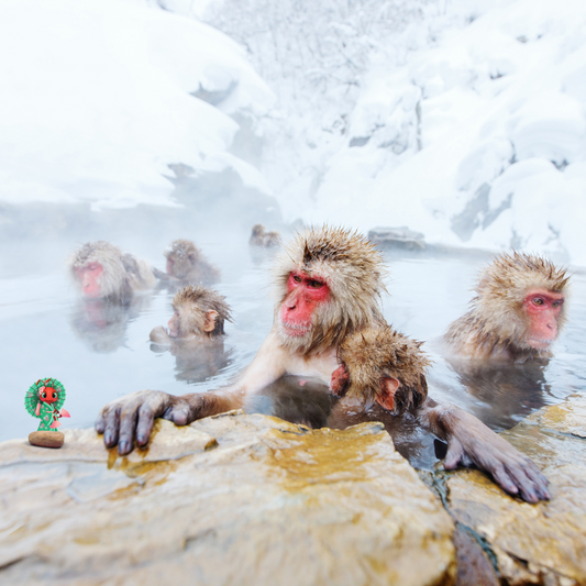 Le Scimmie delle Nevi - Un incontro straordinario