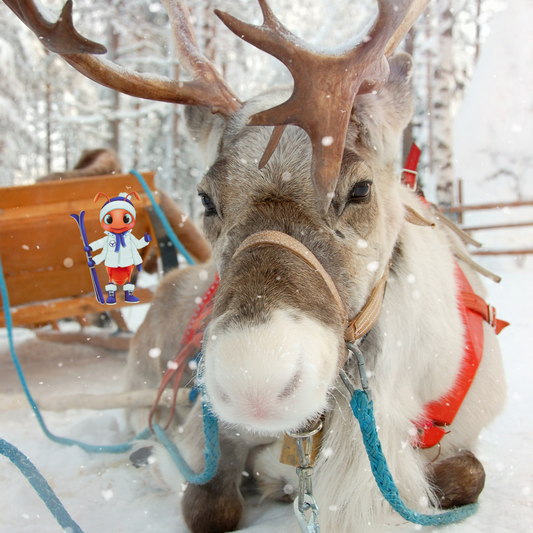Mika in Finlandia: Alla ricerca dell'aurora boreale e Babbo Natale!